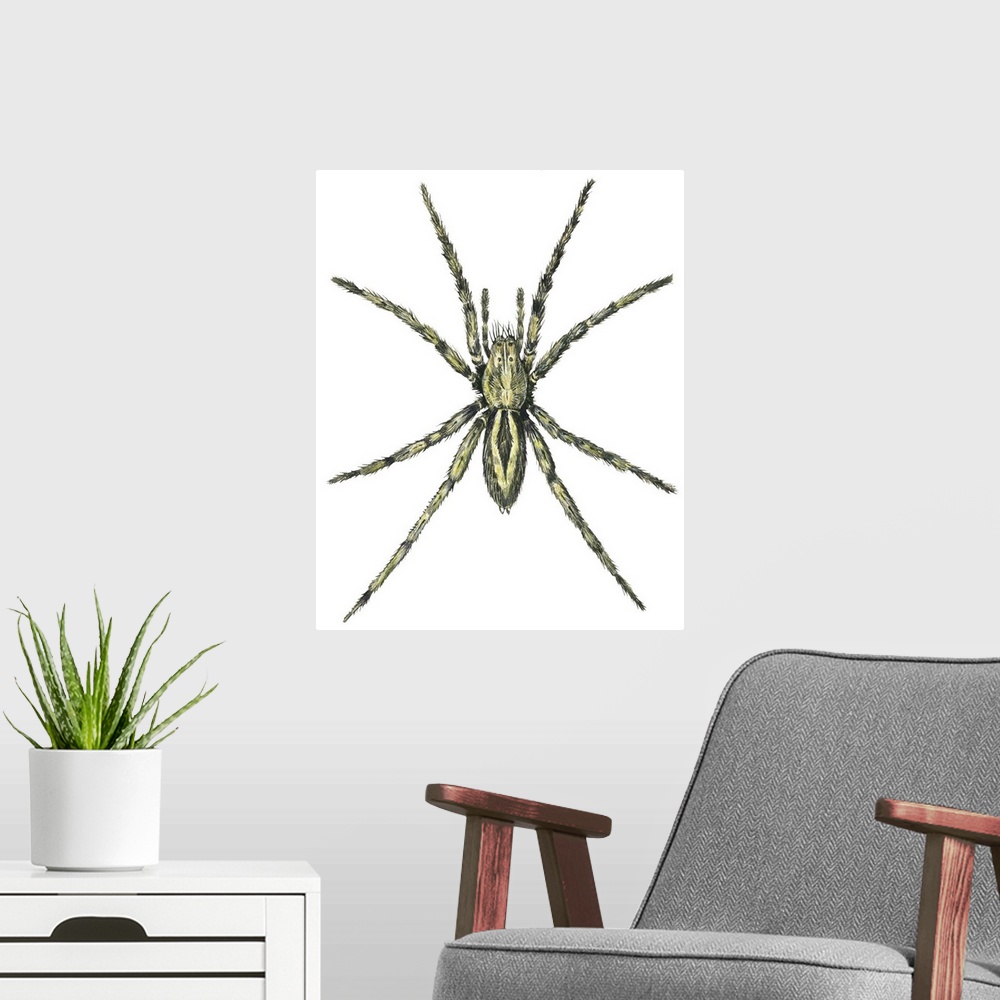 A modern room featuring Wolf Spider (Lycosa Communis)