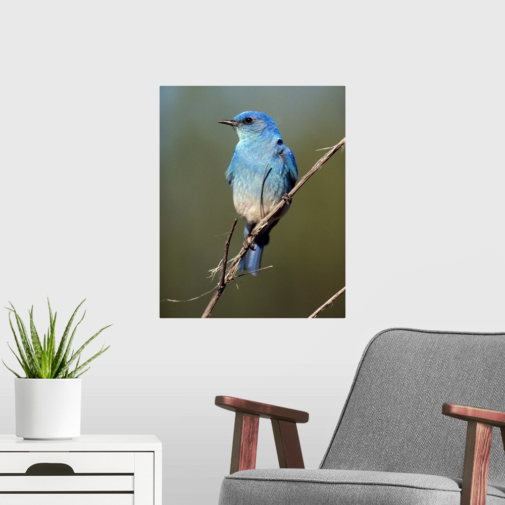 A modern room featuring Mountain Bluebird (Sialia currucoides) perching on twig, North America