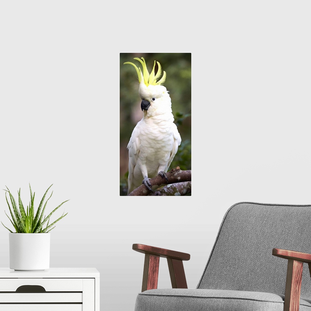 A modern room featuring Sulphur-crested Cockatoo (Cacatua galerita) displaying with crest erected, Magnetic Island, Queen...