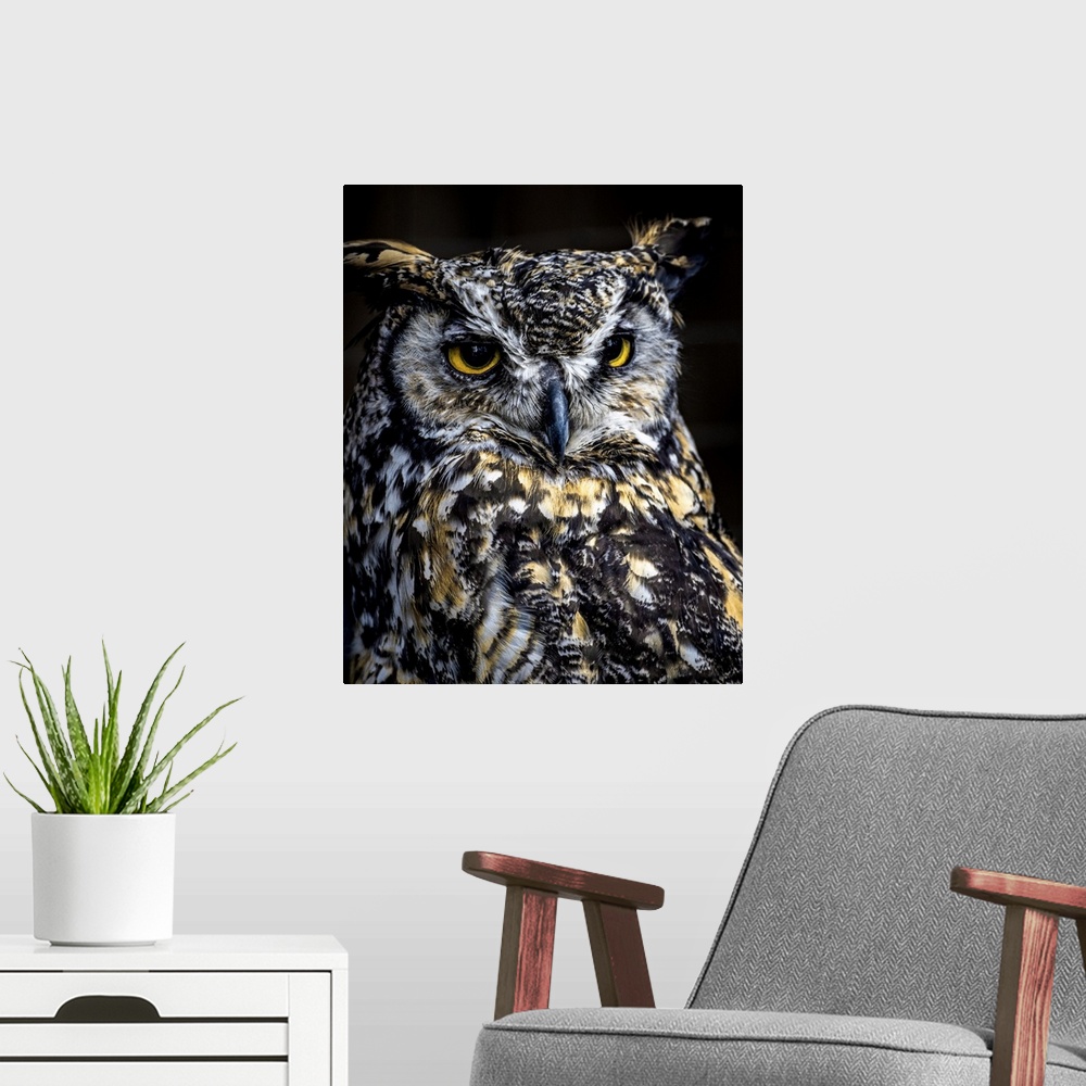 A modern room featuring Close-in portrait of a magnificent Great Horned Owl surveying the Canadian forest environment.