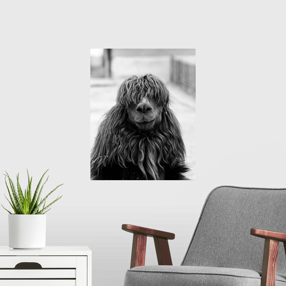 A modern room featuring 1960s Close-Up Of Alpaca Vicugna Pacos Looking At Camera.