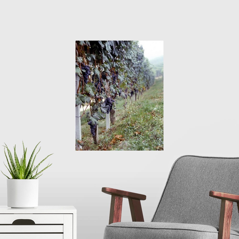 A modern room featuring Bunches of grapes growing in a vineyard, Barbaresco DOCG, Piedmont, Italy