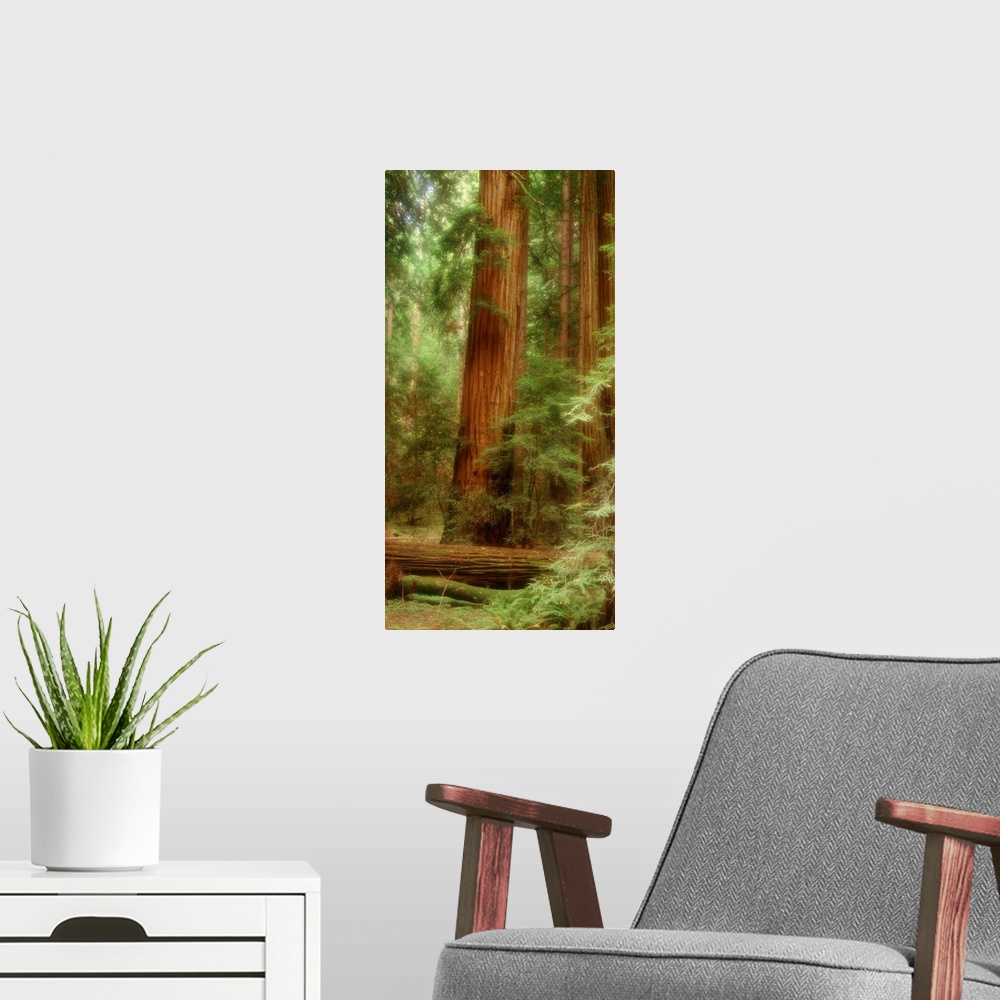 A modern room featuring Big, vertical photograph of a large redwood tree in Muir Woods of California, surrounded by lush ...