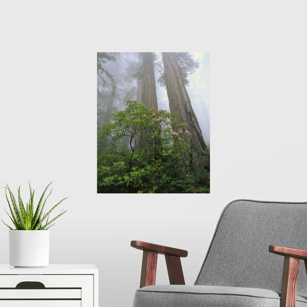 A modern room featuring The trunks of redwood trees are photographed with thick foliage growing in front of them. A layer...