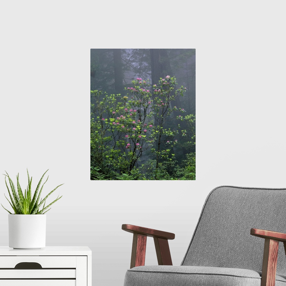 A modern room featuring California, Redwood trees, Rhododendron flowers in the forest