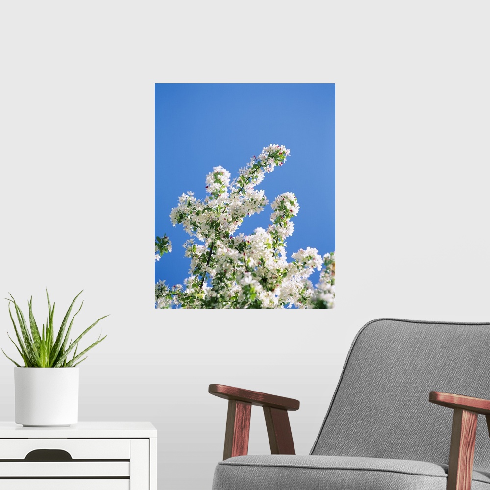 A modern room featuring Close-up of cherry blossoms, Washington DC