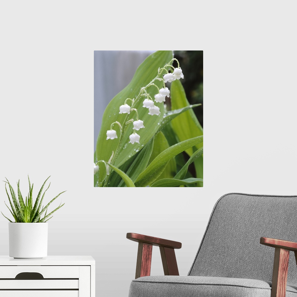A modern room featuring Close-up of dew drops on Lily-Of-The-Valley (Convallaria majalis), Anacortes, Washington State