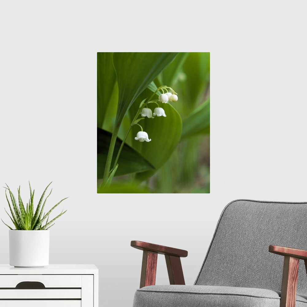 A modern room featuring Close up of lily flowers