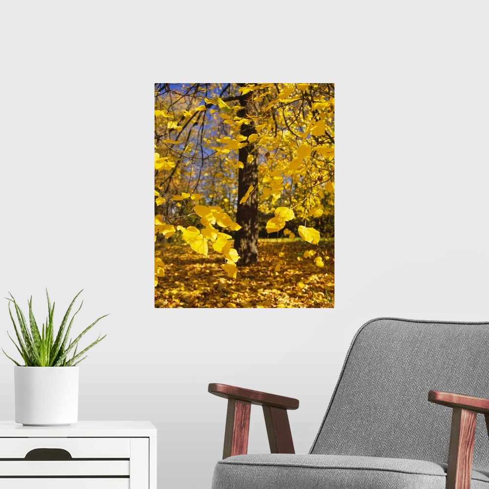 A modern room featuring Close-up of yellow leaves of a tree, Stuttgart, Baden-Wurttemberg, Germany