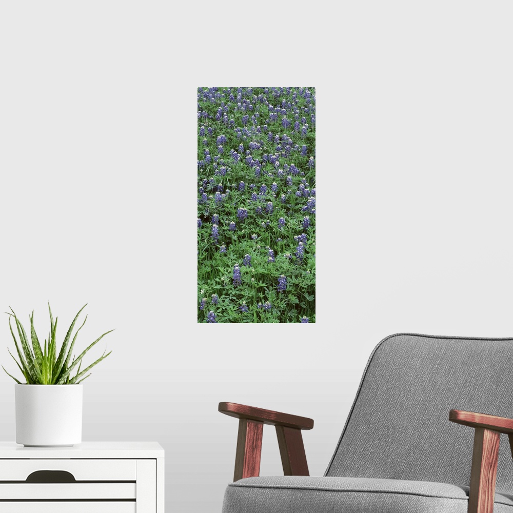 A modern room featuring High angle view of plants, Bluebonnets, Austin, Texas