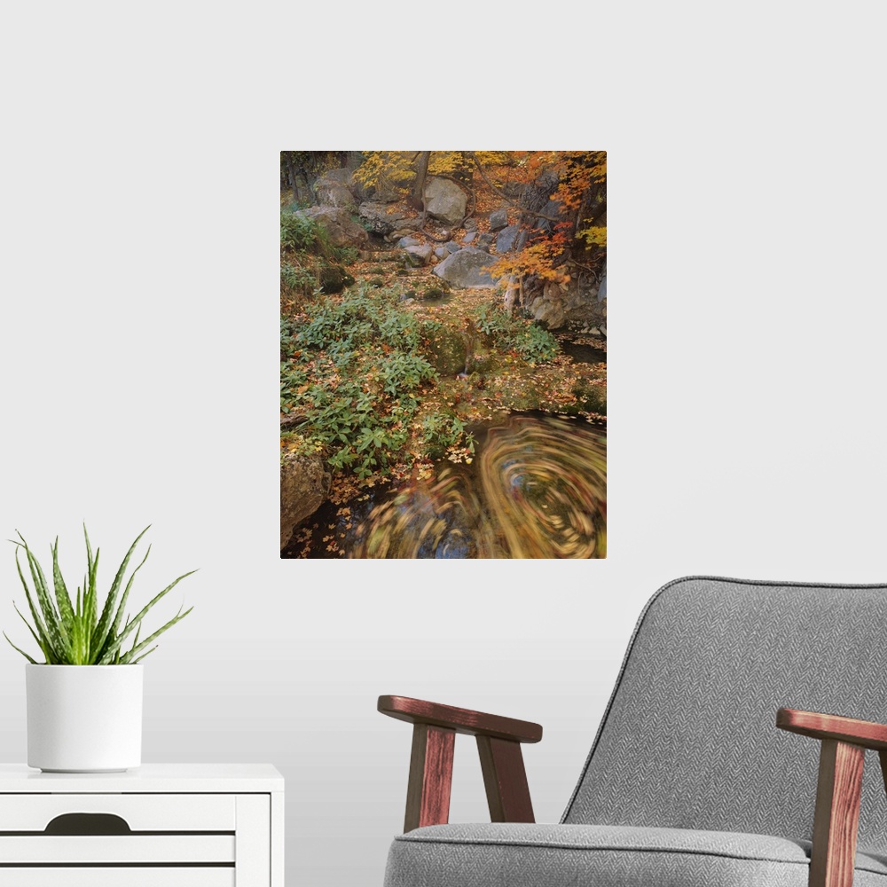 A modern room featuring High angle view of plants in a forest, Workman Creek Falls, Sierra Ancha Wilderness area, Tonto N...