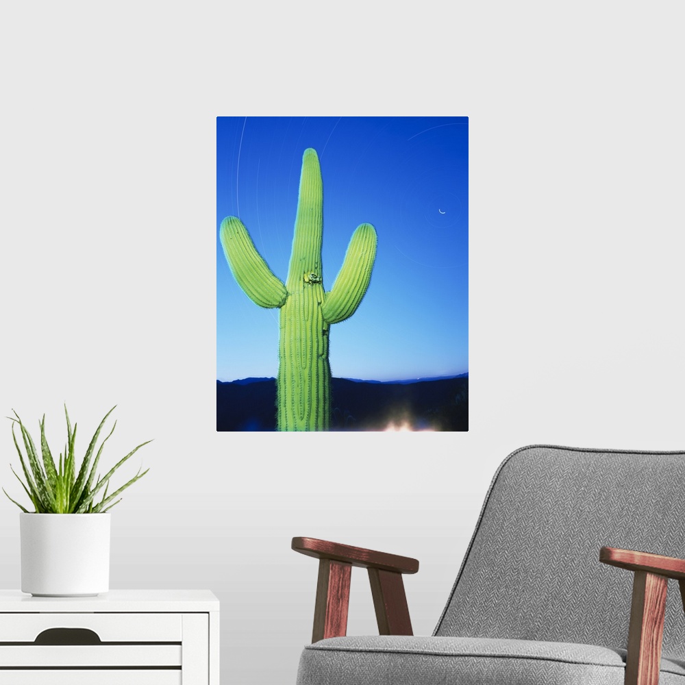 A modern room featuring Low angle view of a cactus, Tonto National Forest, Maricopa County, Arizona