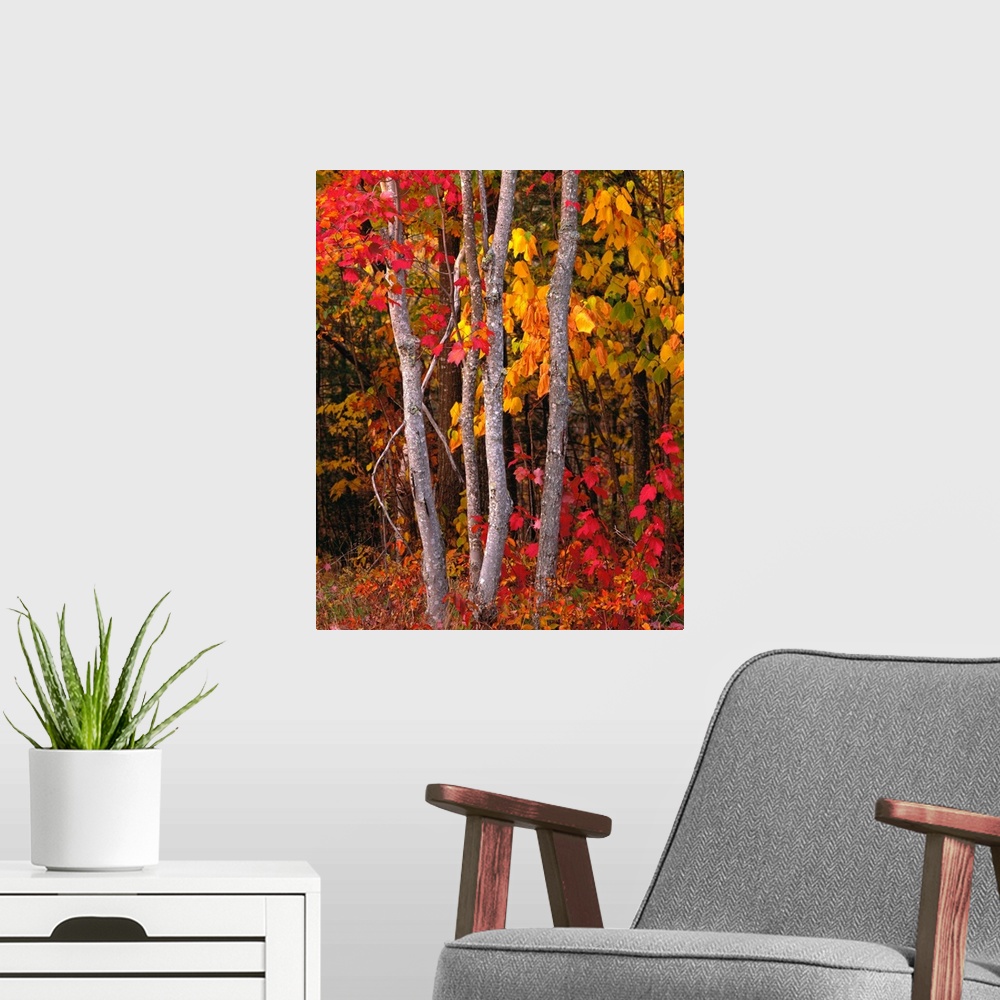 A modern room featuring Portrait photograph of bright, autumn colored leaves on maple trees in a forest, in Maine.