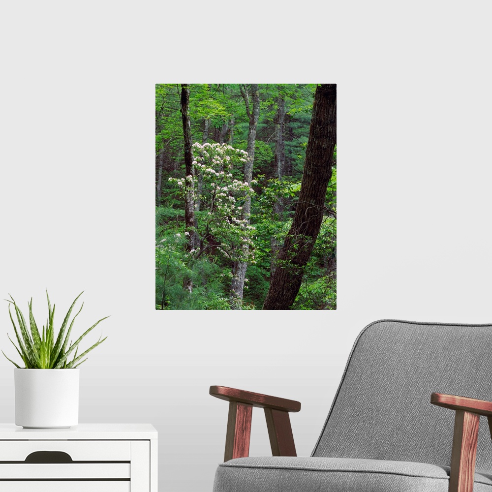 A modern room featuring Mountain laurel blooming in forest, Great Smoky Mountains National Park, Tennessee.