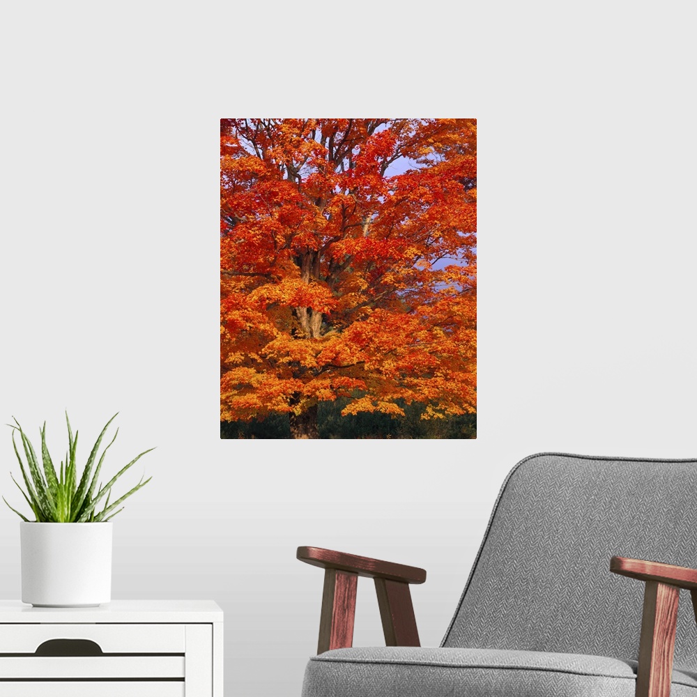 A modern room featuring Big vertical photograph of the branches of a sugar maple tree, covered in vibrant autumn colored ...
