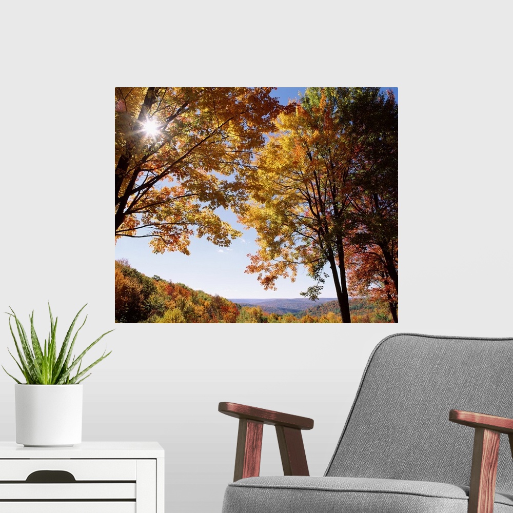 A modern room featuring New York State, Allegheny State Park, Sunlight in the forest