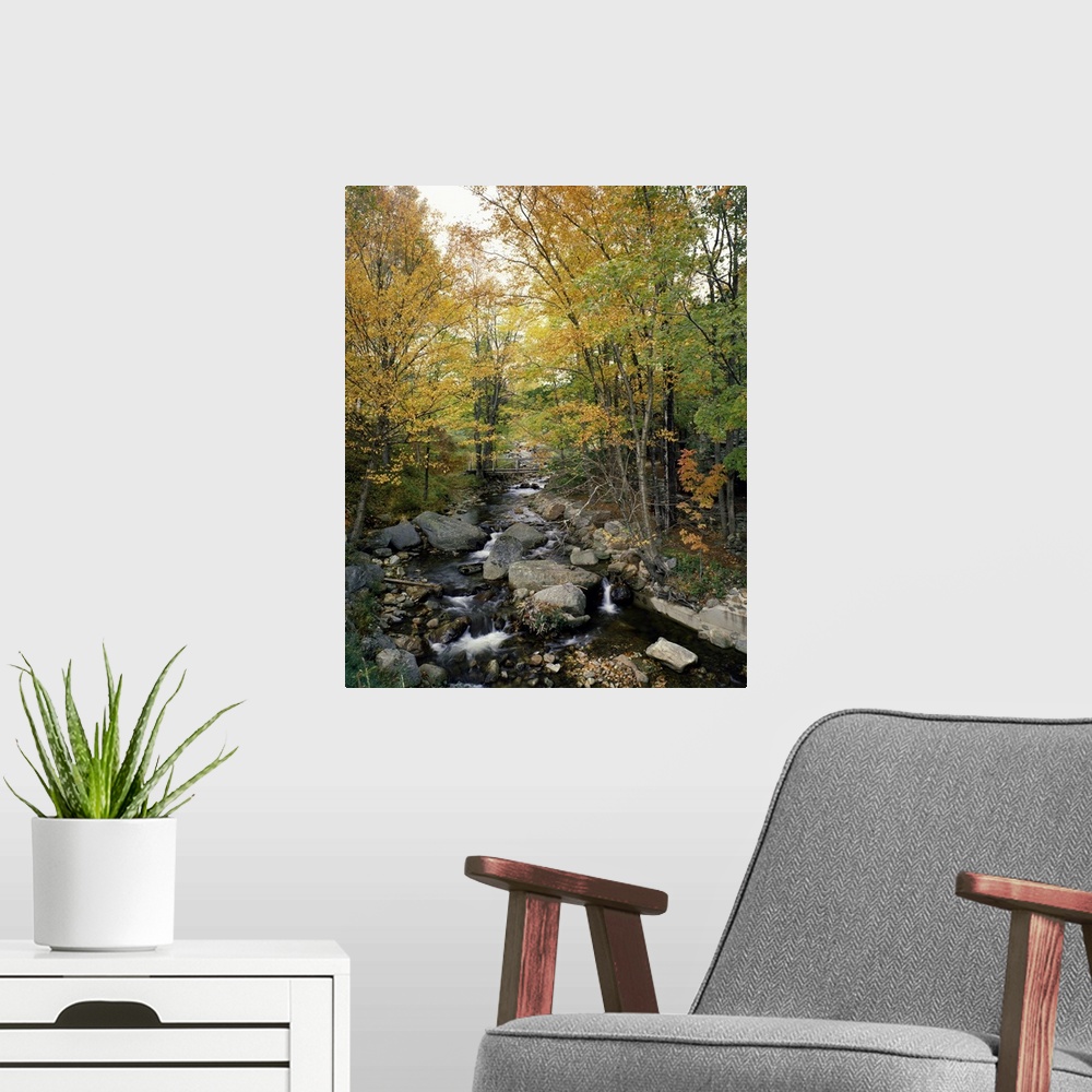 A modern room featuring Vertical photograph on a large canvas of a rocky stream running through an autumn colored forest ...