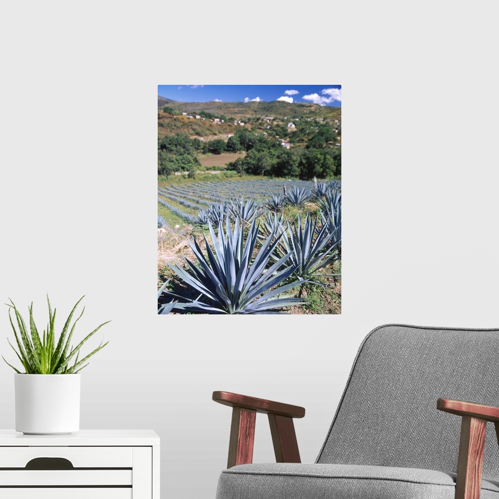 A modern room featuring Tequila Agave Cultivation Mexico