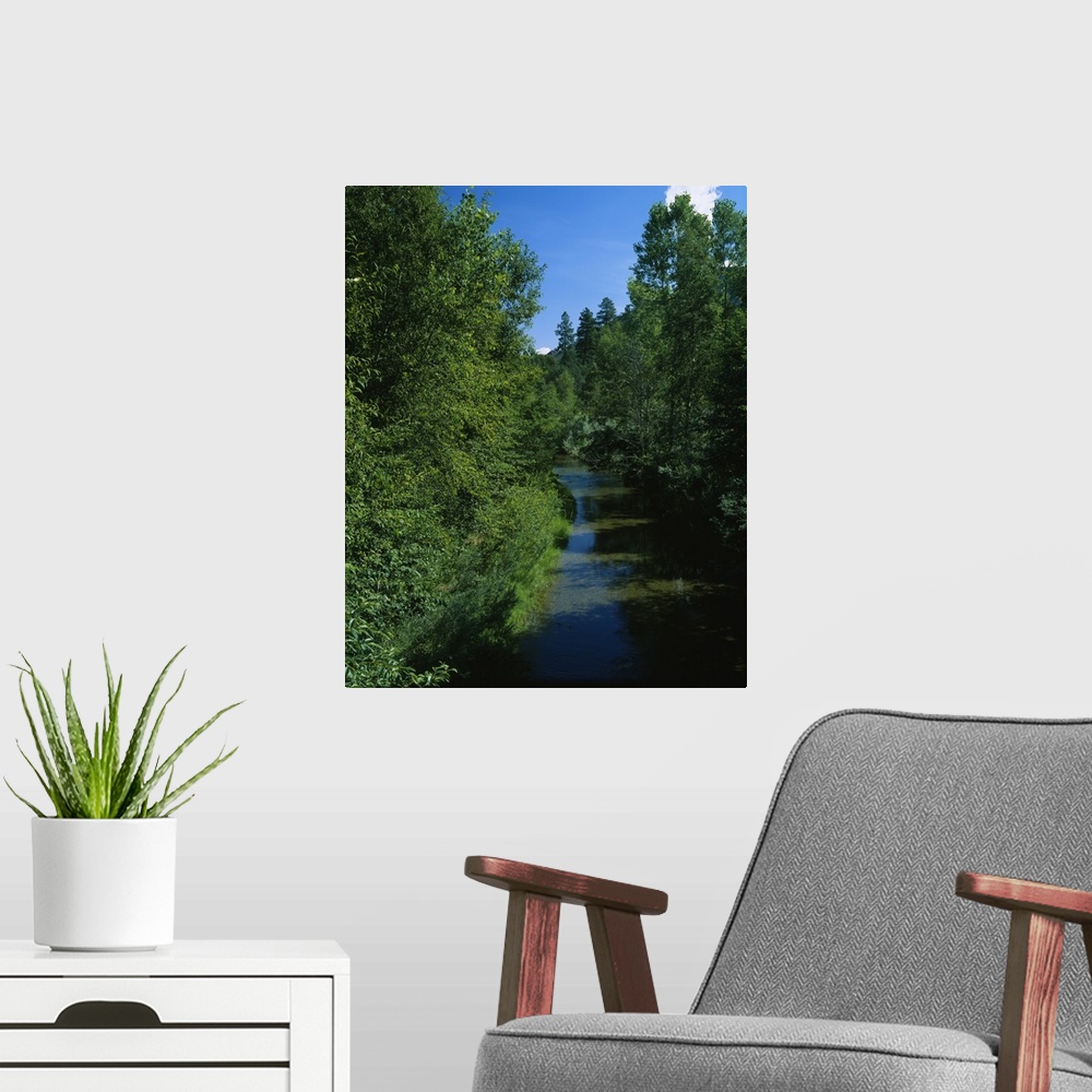 A modern room featuring Trees along a river, Blue River, White Mountains, Apache-Sitgreaves National Forest, Greenlee Cou...