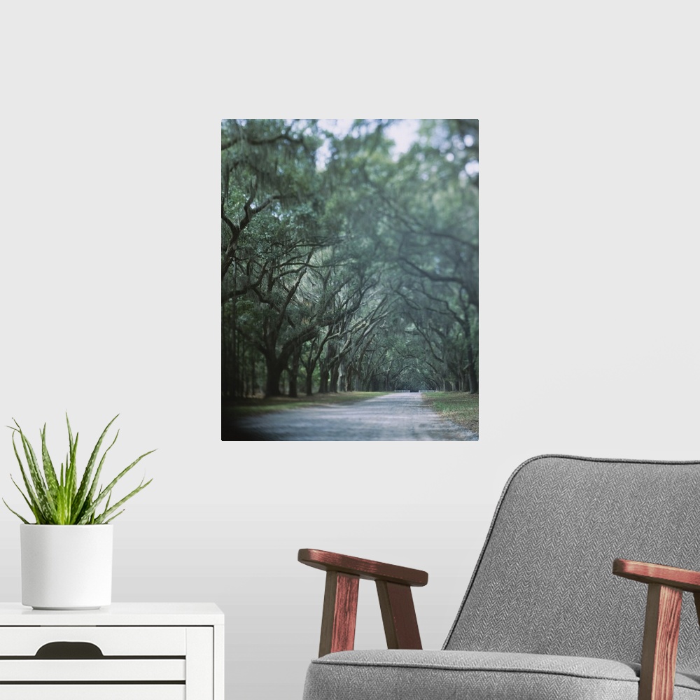 A modern room featuring Beautiful picture looking down a road that is lined with large oak trees that are covered with Sp...