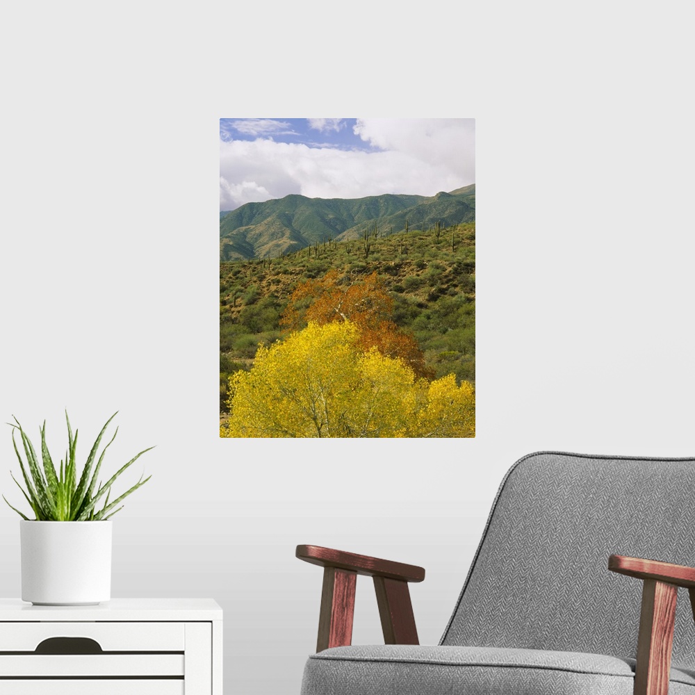 A modern room featuring Trees and cactus plants in a forest, Tonto National Forest, Gila County, Arizona
