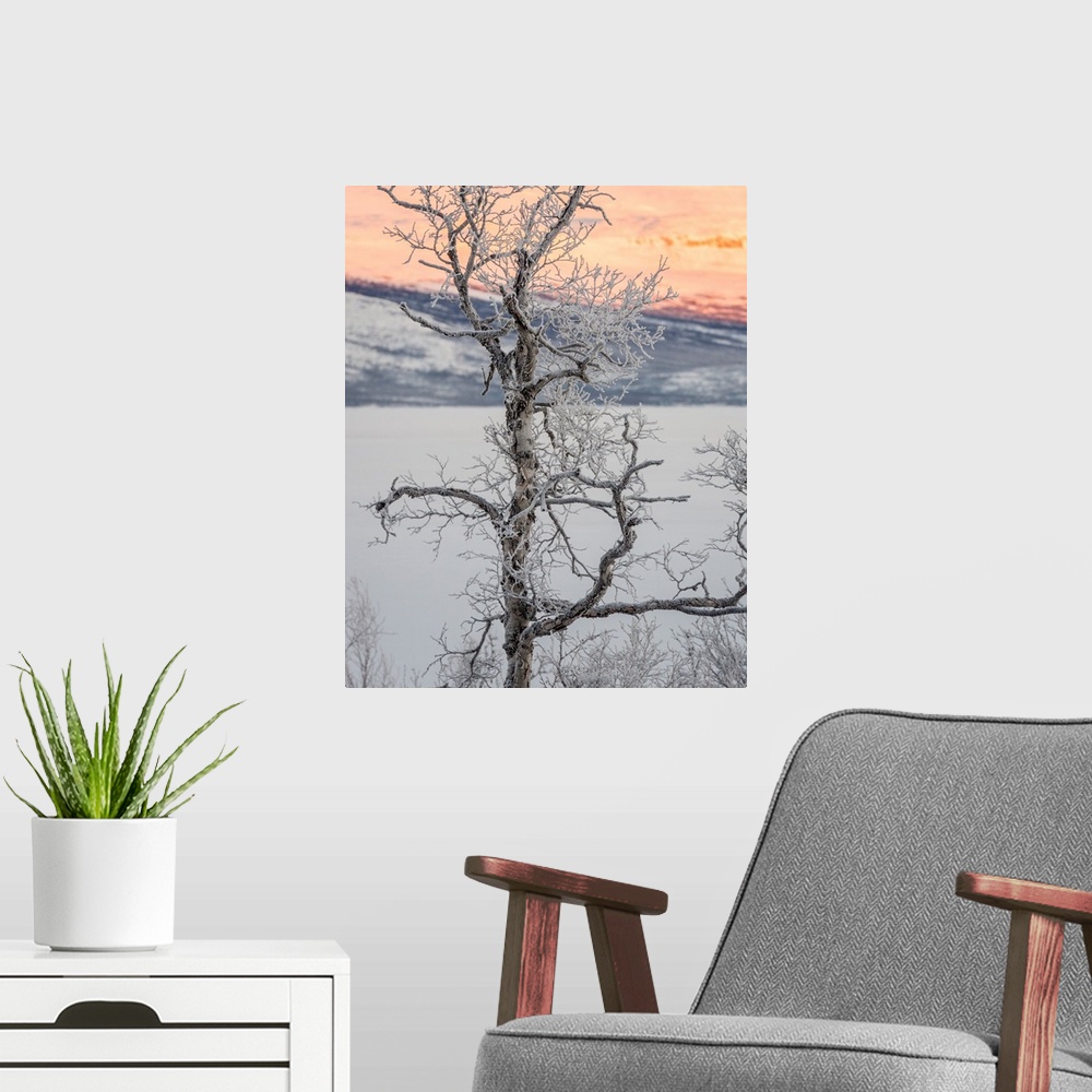 A modern room featuring Trees in the frozen landscape, cold temperatures as low as -47 celsius, Lapland, Sweden