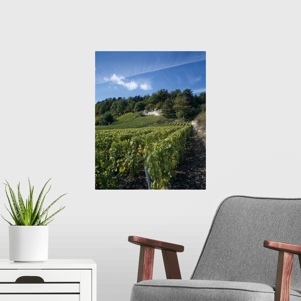 A modern room featuring Vineyard on a landscape, Ay, Champagne, France