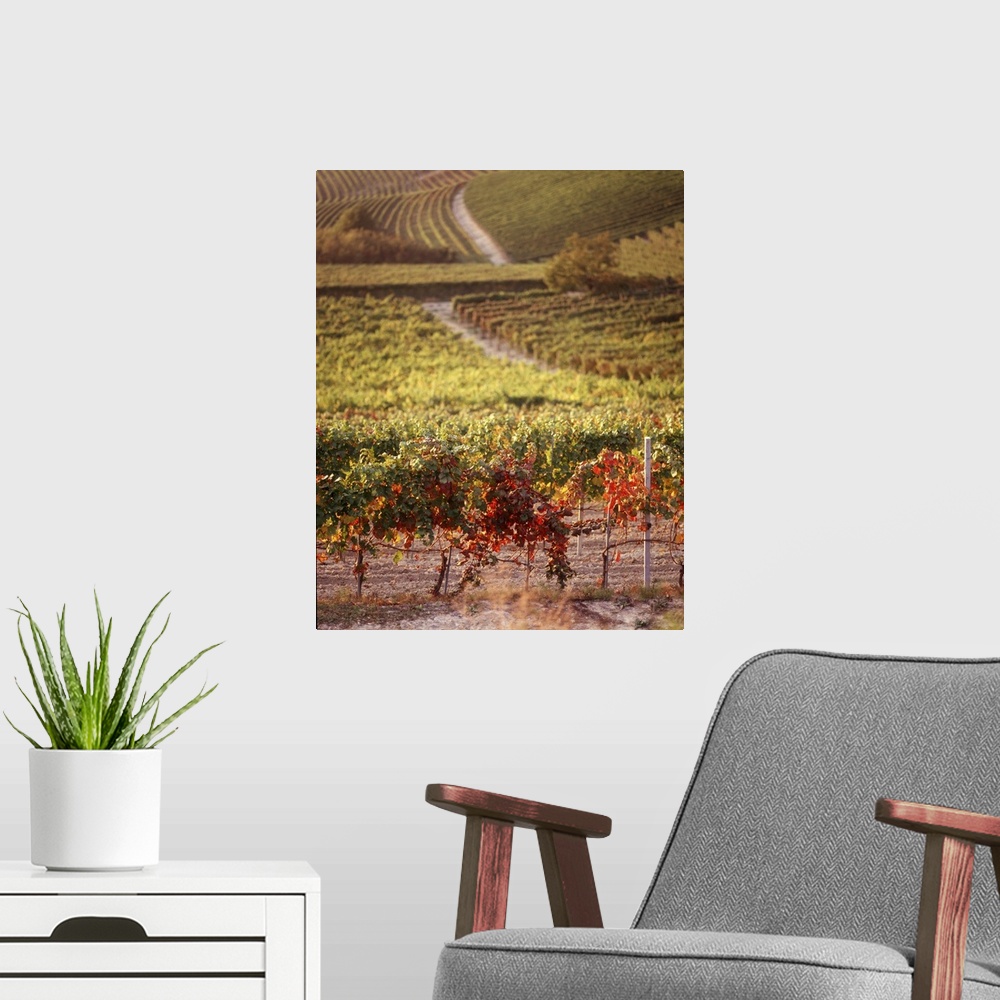 A modern room featuring A large photograph of a wine vineyard that shows vines close up and going back toward more land.