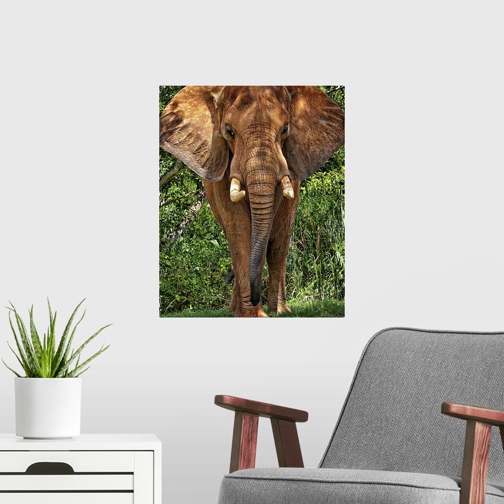 A modern room featuring African Elephant