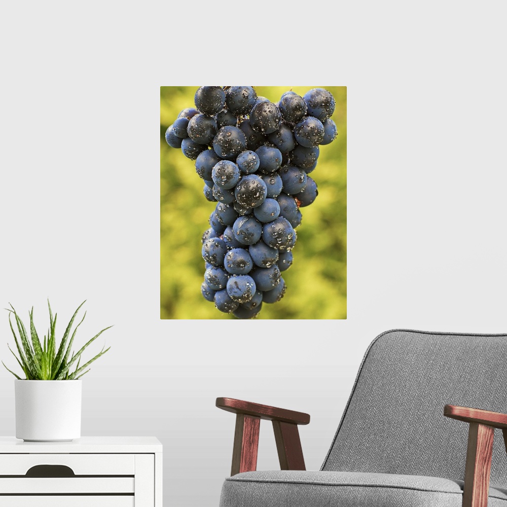A modern room featuring Grapes