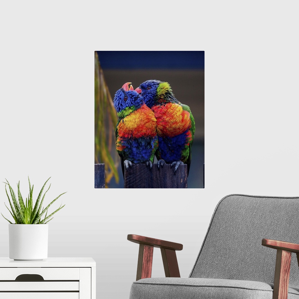 A modern room featuring Two colorful Lorikeets preening each other, a sign of affection.