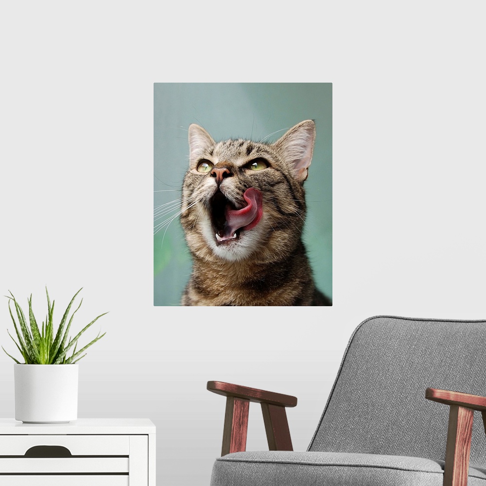 A modern room featuring A cute tabby cat licks its chops.