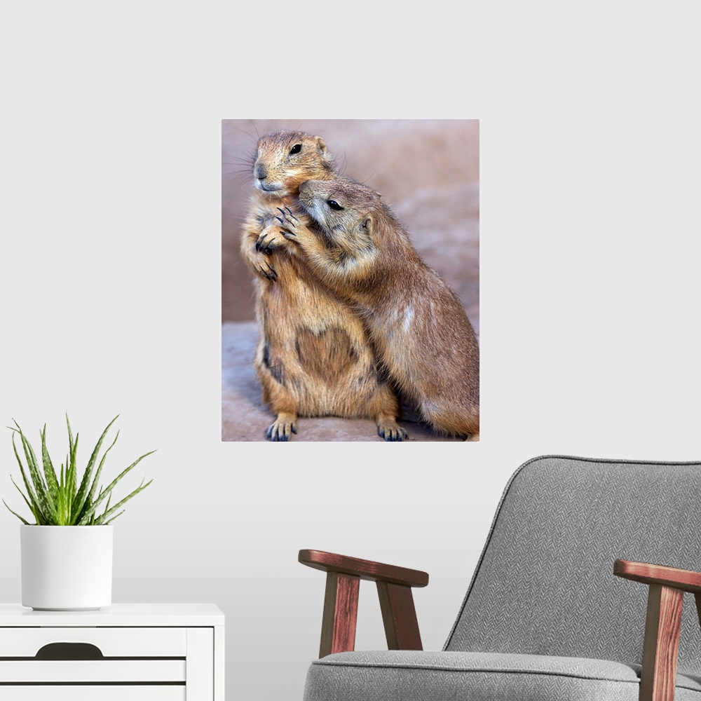 A modern room featuring Prairie Dogs showing each other some affection.