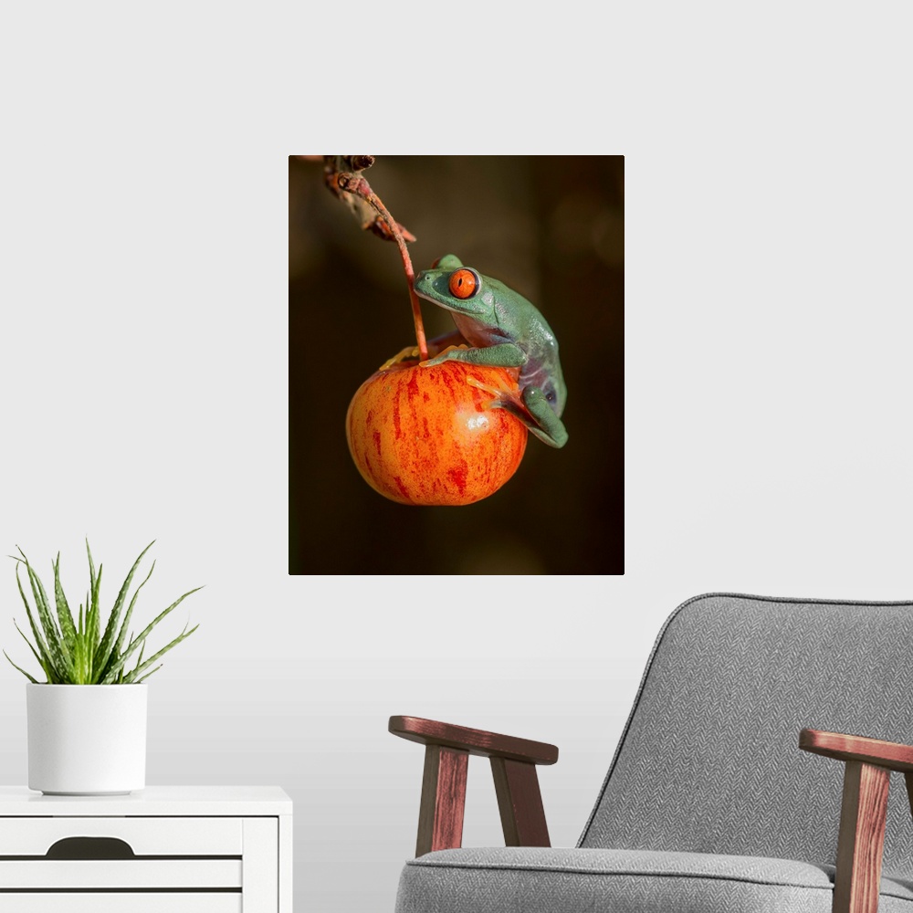 A modern room featuring A red-eyed tree frog sitting on a red fruit.