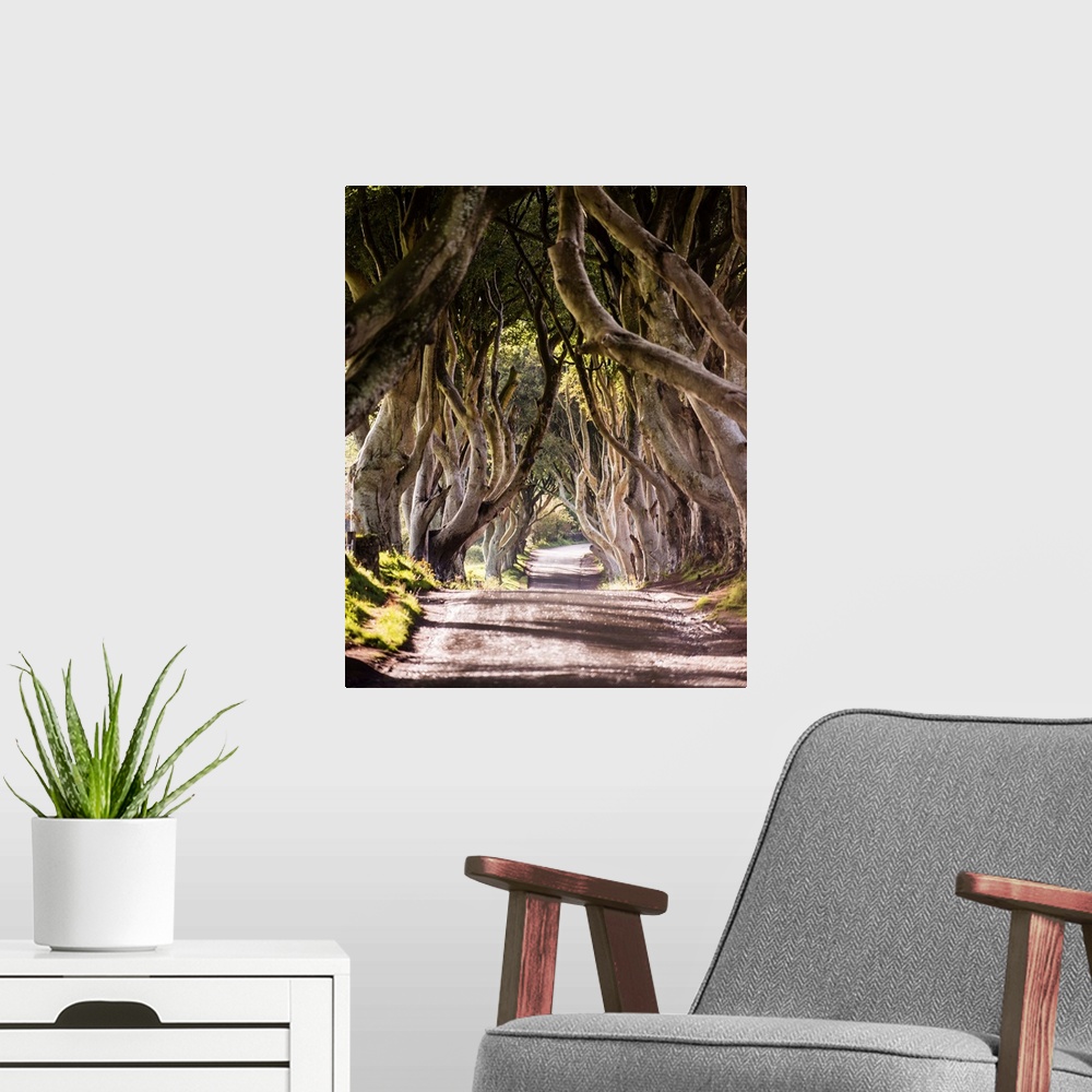 A modern room featuring Photograph of a majestic tree tunnel down a road in Northern Ireland. This tree tunnel was seen i...