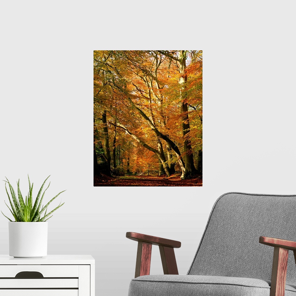 A modern room featuring Beech trees in autumn foliage, Buckinghamshire, England, UK