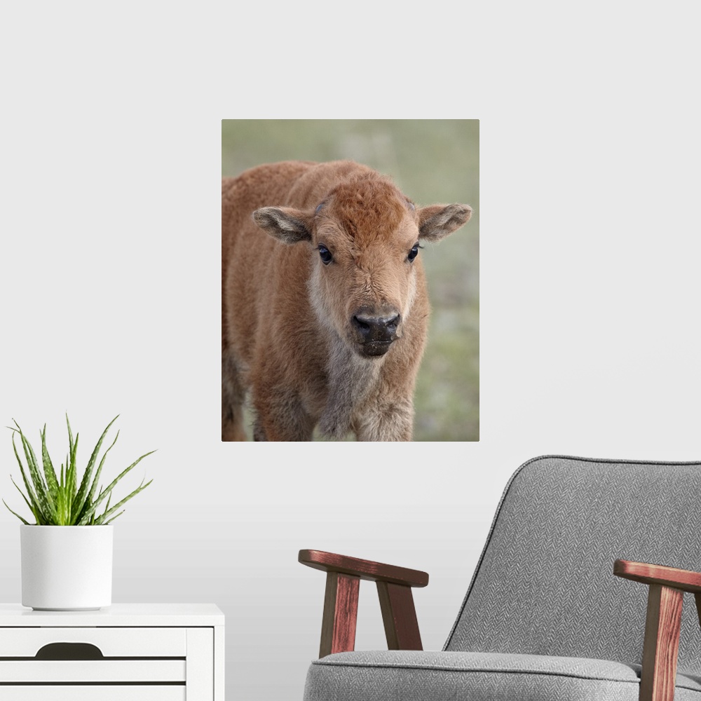 A modern room featuring Bison calf, Yellowstone National Park, Wyoming, United States of America