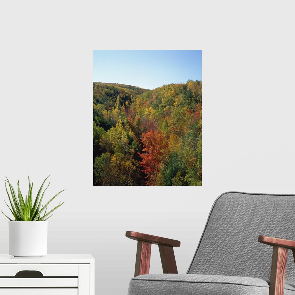 A modern room featuring Trees in fall colours in woods in the Acadia National Park, Maine