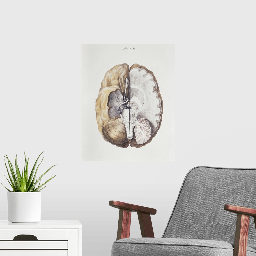 A modern room featuring Brain anatomy. Historical anatomical artwork of internal brain structures. The brain is seen from...