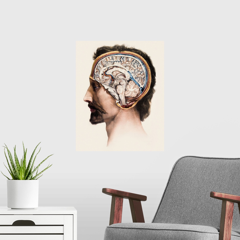 A modern room featuring Brain, historical anatomical artwork. This is a sagittal (front to back) section showing the stru...