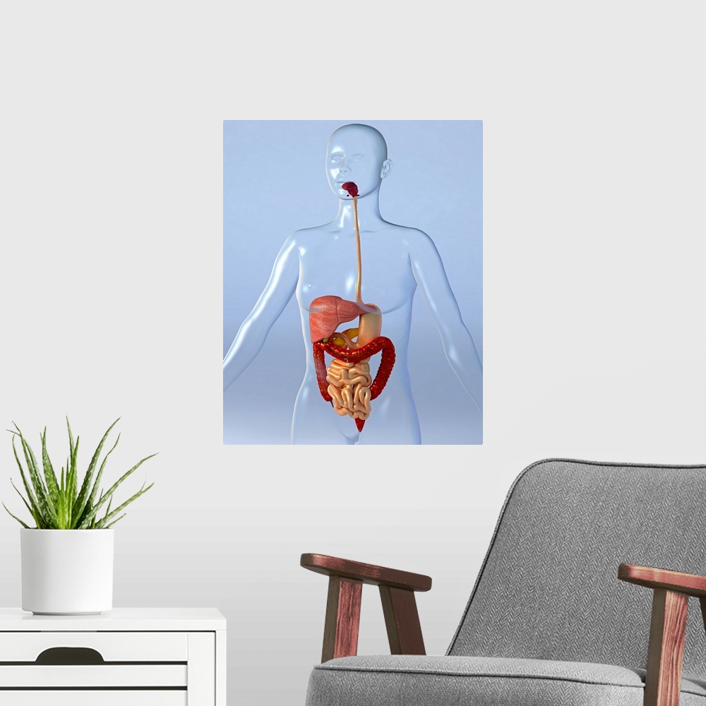 A modern room featuring Digestive system. Computer artwork of a naked woman with a healthy digestive system. Food is inge...