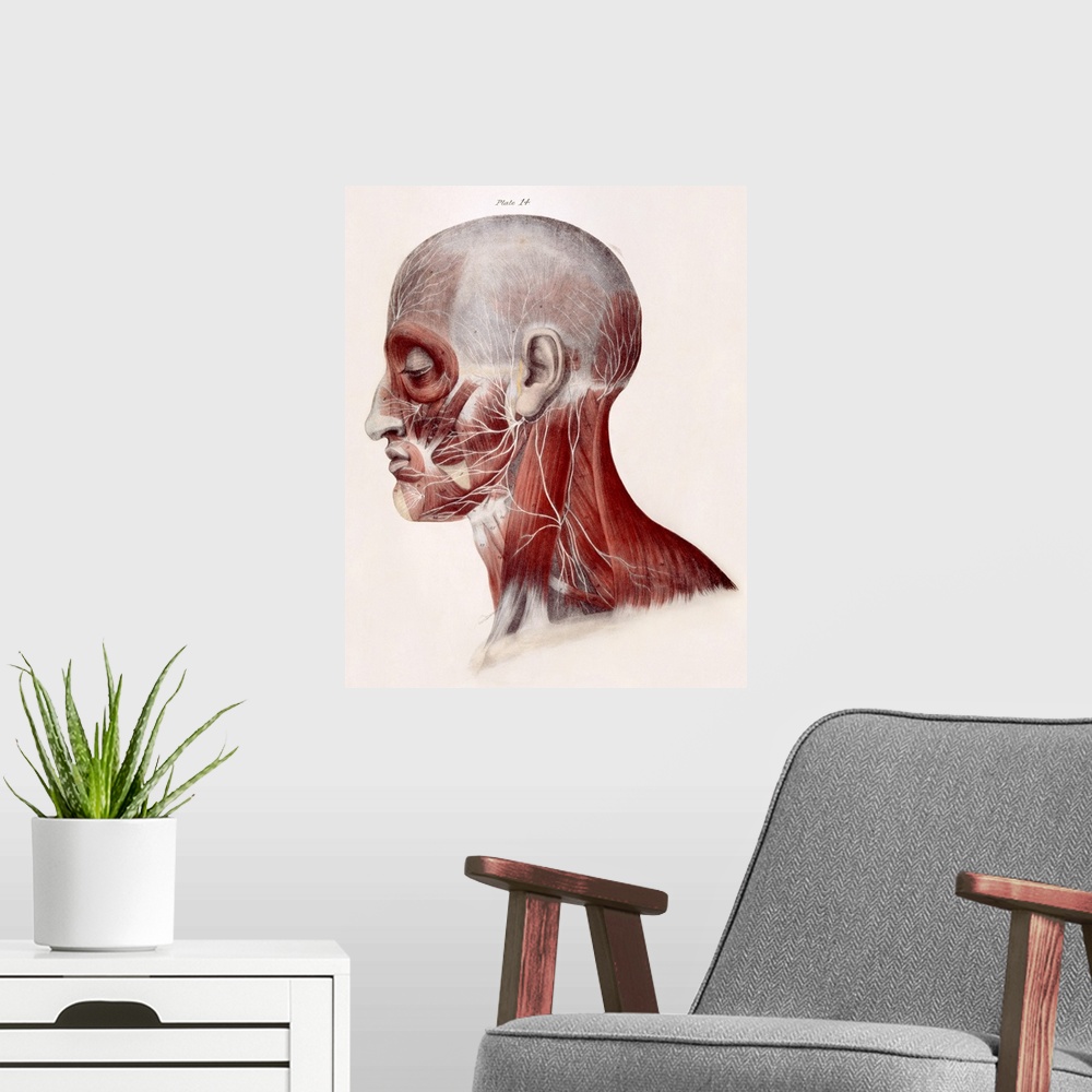 A modern room featuring Facial nerves. Historical anatomical artwork of a side view of a dissected human head showing the...