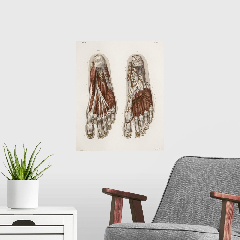 A modern room featuring Foot anatomy, 19th Century illustration. Historical hand coloured lithographic print showing the ...