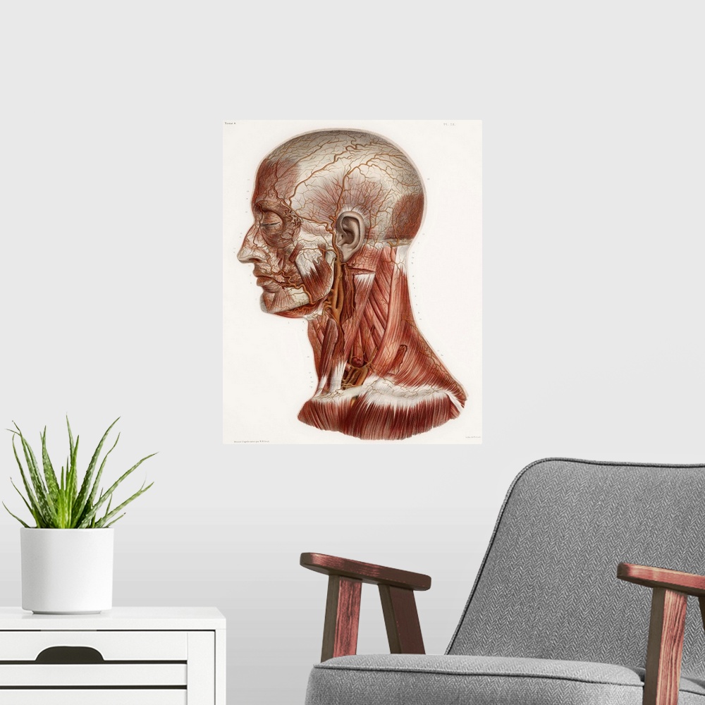A modern room featuring Head and neck anatomy, historical artwork. 19th Century hand coloured lithographic print showing ...