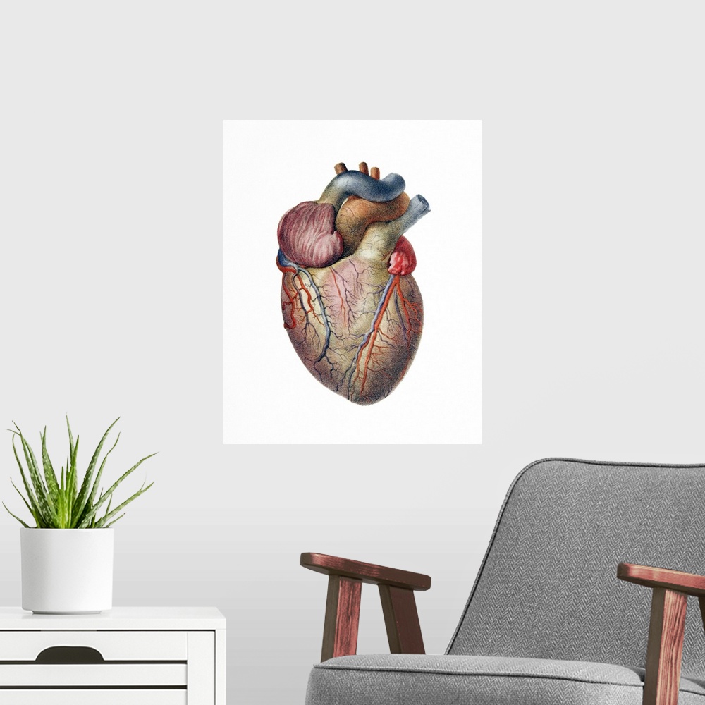 A modern room featuring Heart. Historical anatomical artwork of the human heart, seen from the front. Coronary blood vess...