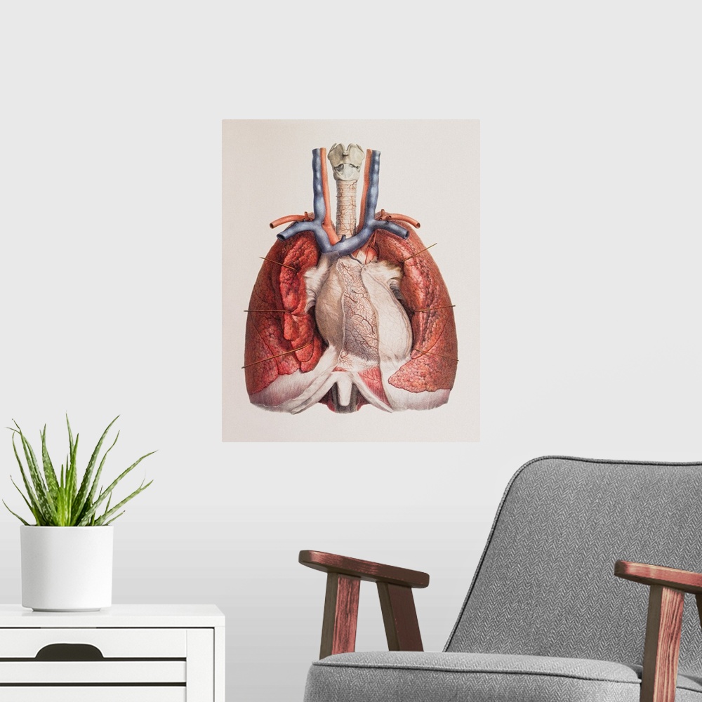 A modern room featuring Heart and lungs. Historical anatomical artwork of the human heart and lungs, seen from the front....