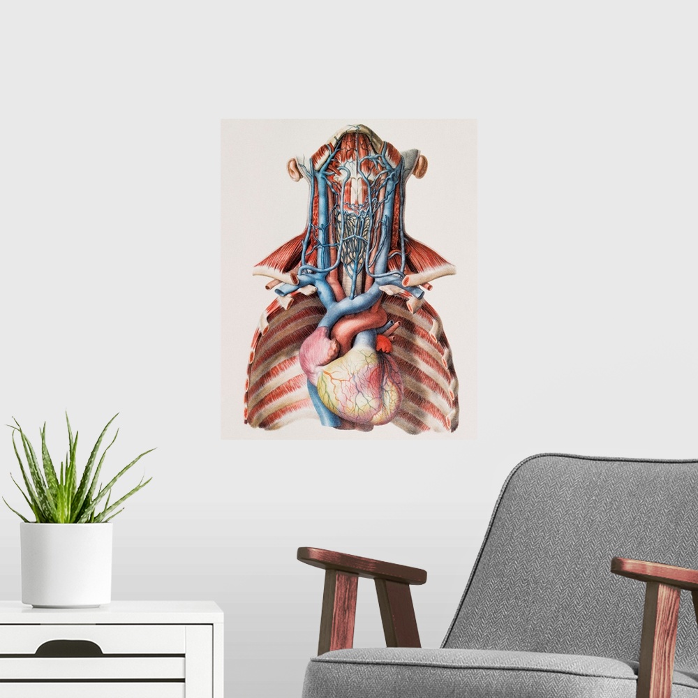 A modern room featuring Heart and neck blood vessels. Historical anatomical artwork of the blood vessels of the human hea...