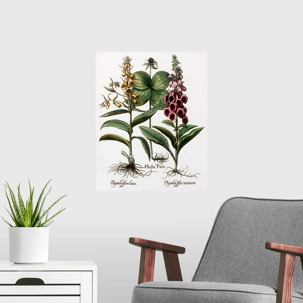 A modern room featuring Medicinal plants. Historical artwork of foxglove plants (Digitalis sp., left and right) and herb ...