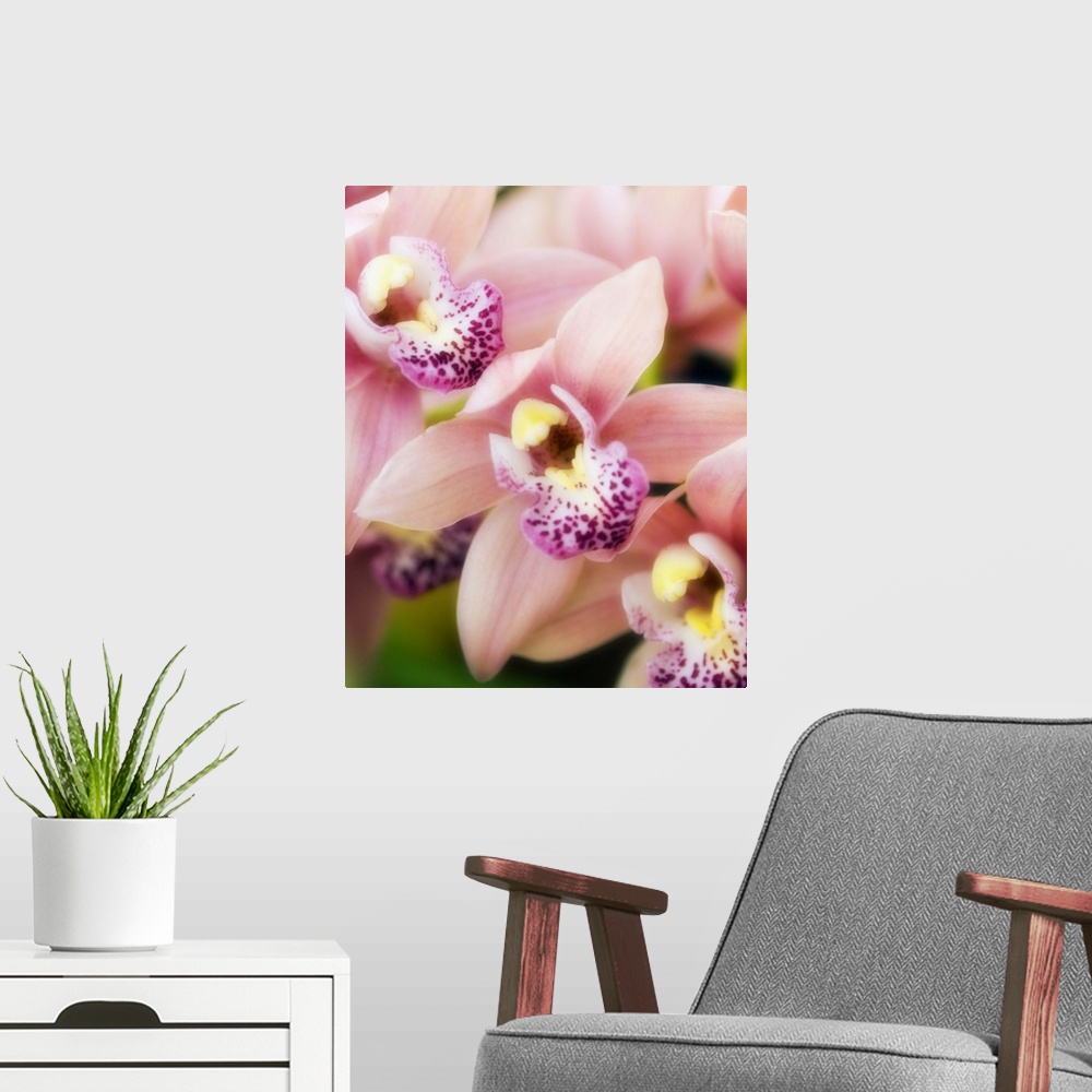 A modern room featuring Orchid flowers (Cymbidium hybrid).