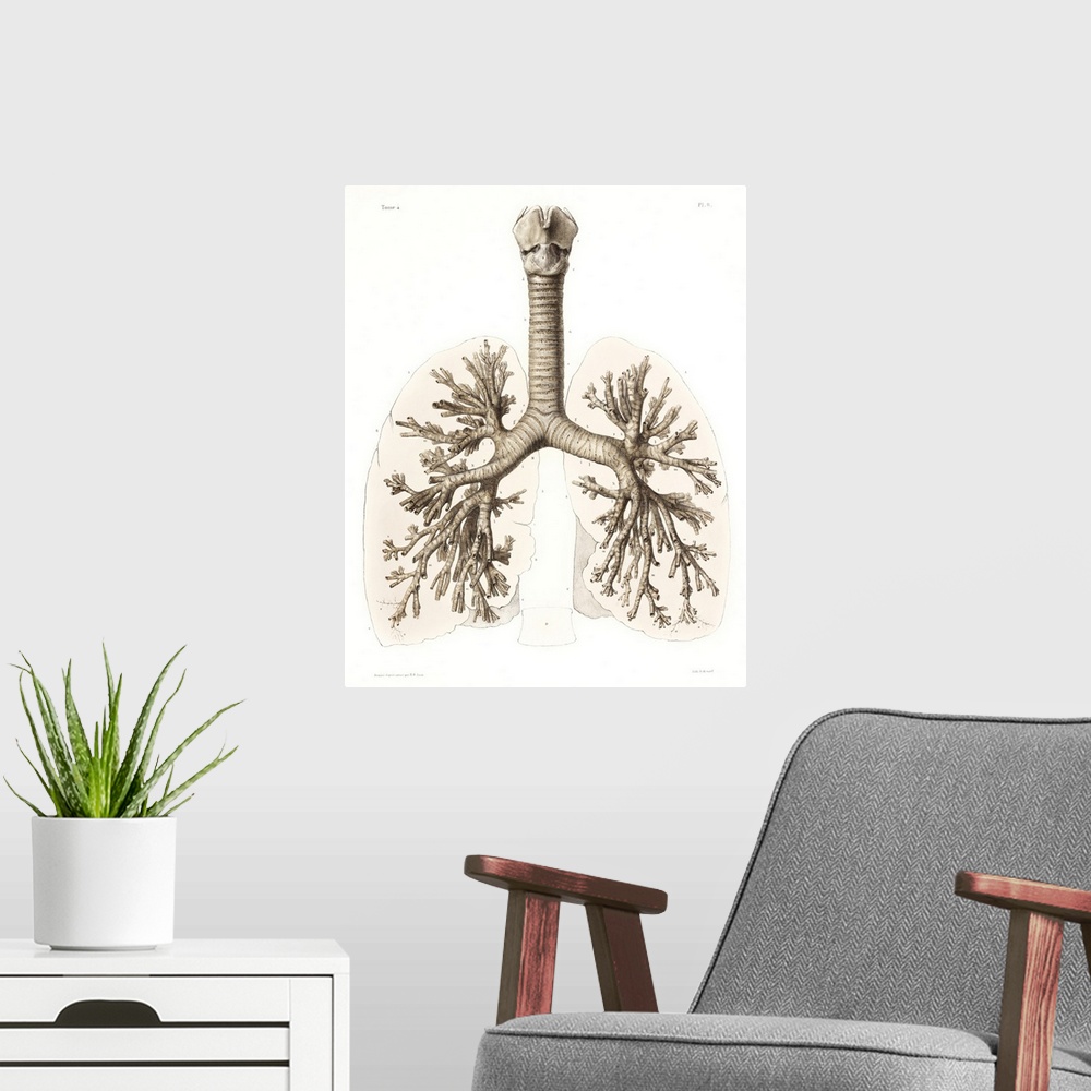 A modern room featuring Respiratory anatomy, 19th Century artwork. Historical hand coloured lithographic print showing th...